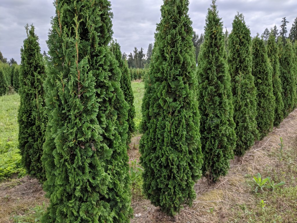 Thuja 'Brandon' (occidentalis)