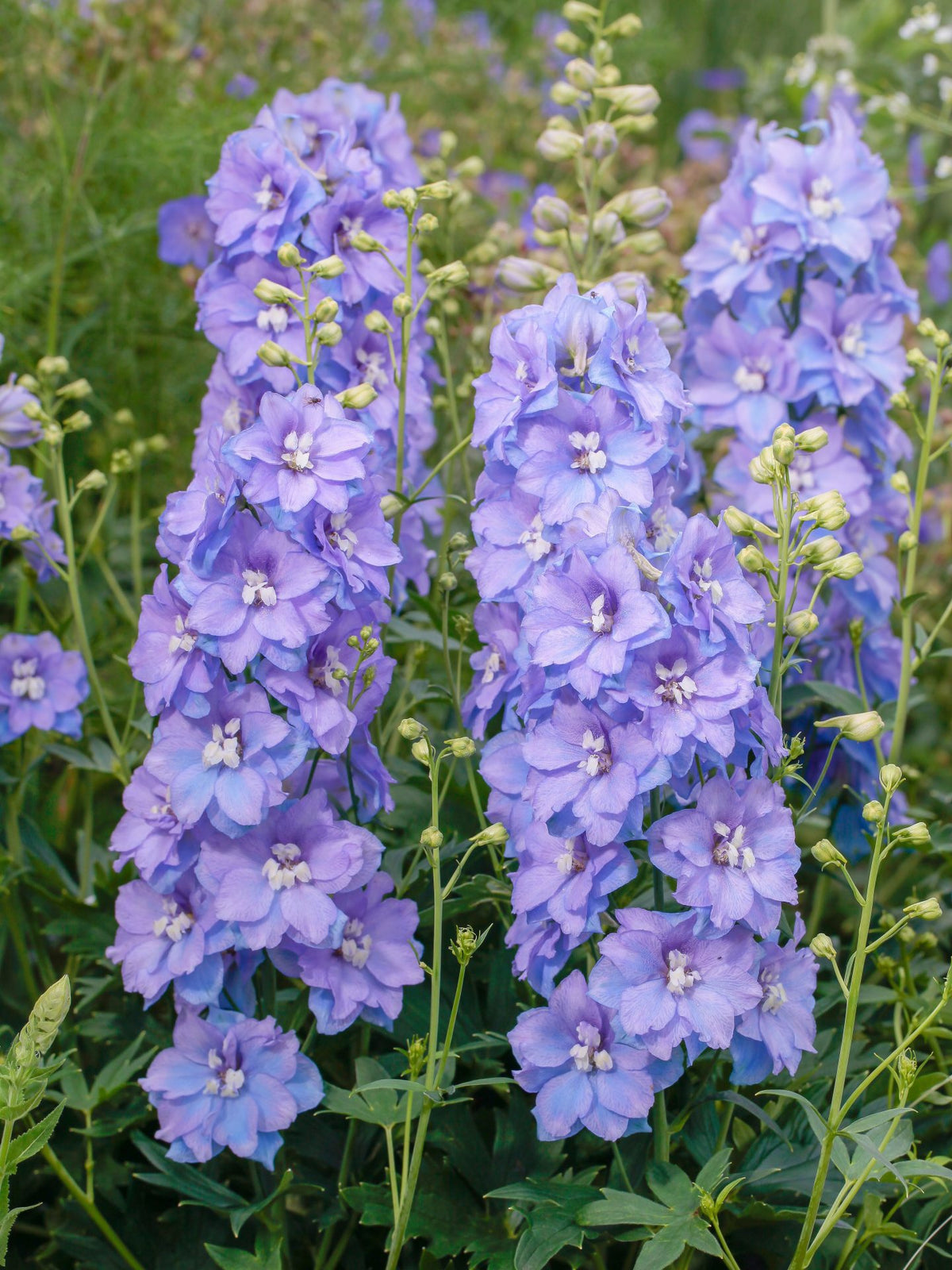 Delphinium Delgenius™ 'Shelby'
