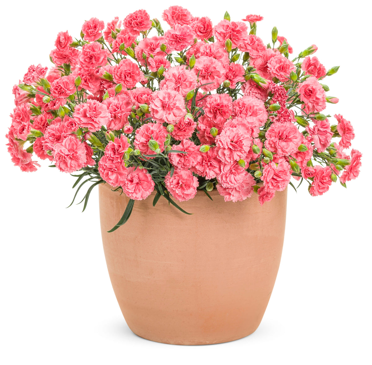 Dianthus Classic Coral
