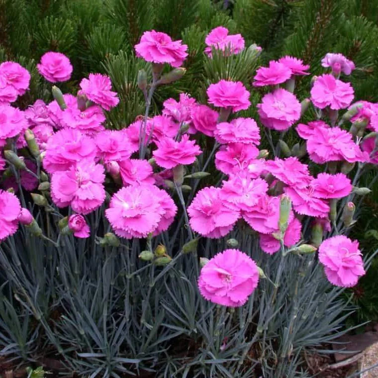 dianthus tickled pink