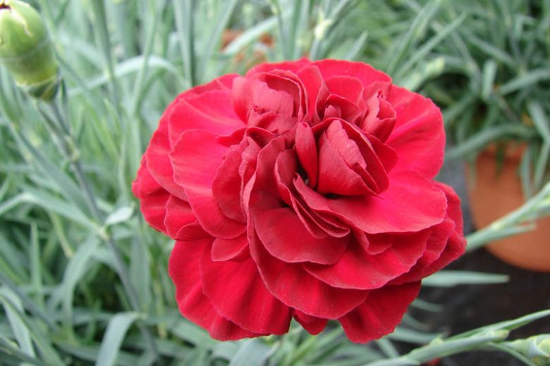 dianthus passion