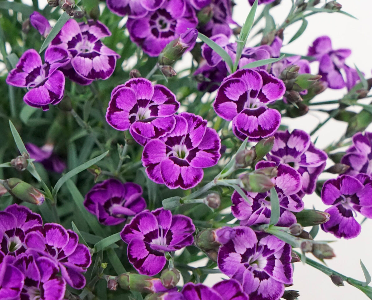 Dianthus EverLast™ Violet Blue