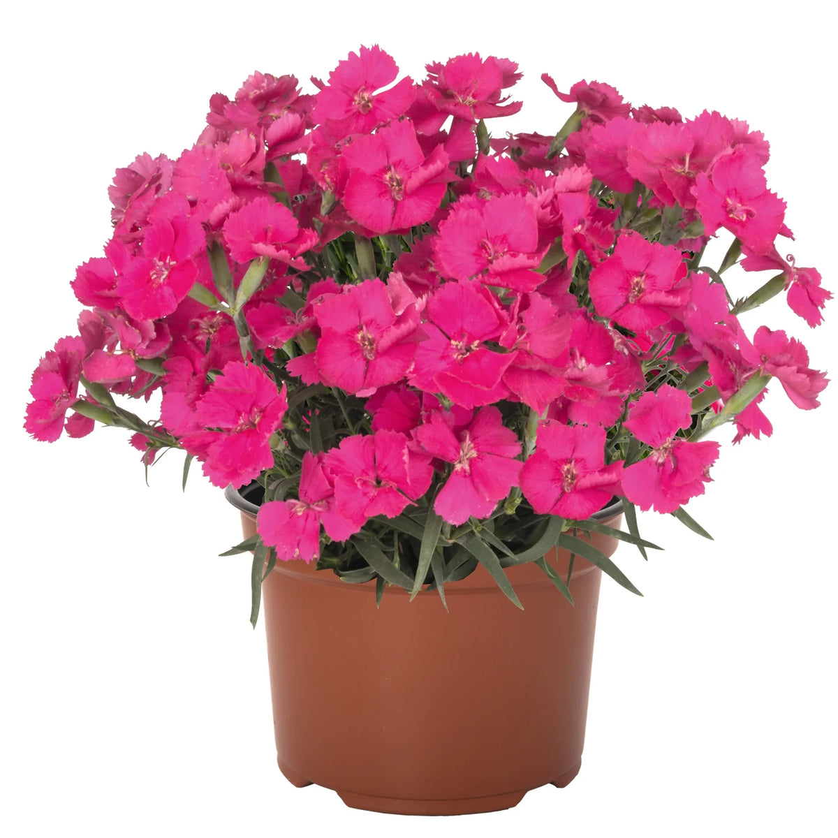 Dianthus 'Mad Magenta'