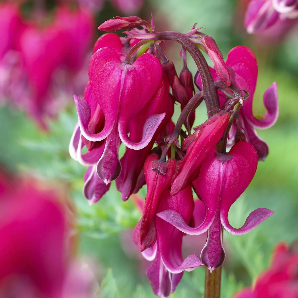 Dicentra spectabilis 'Red Fountain'