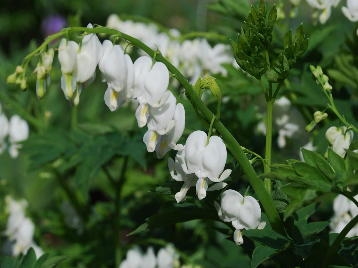 Dicentra 'White Diamonds' - coeur saignant