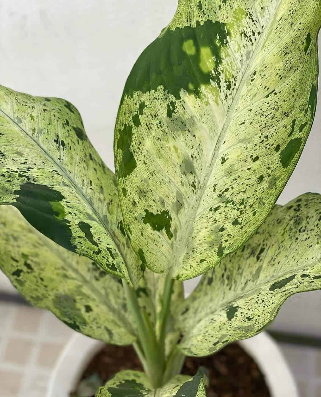 Diffenbachia camouflage