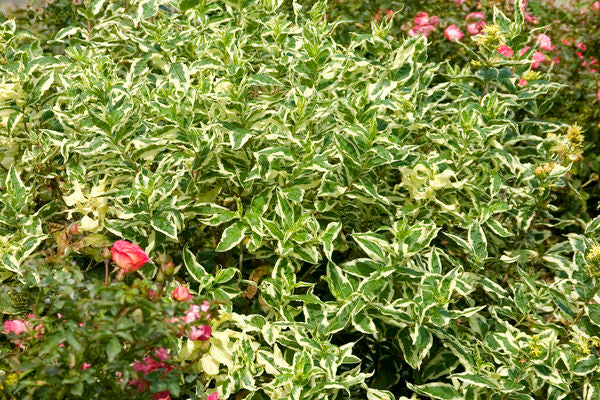 Diervilla sessilifolia 'Cool Splash'