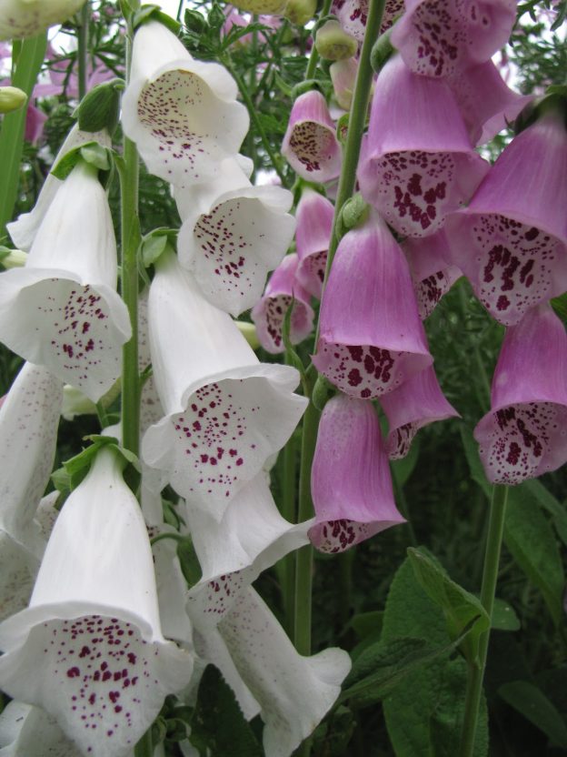 Seed - Foxglove - Catherine's ornamental kitchen garden