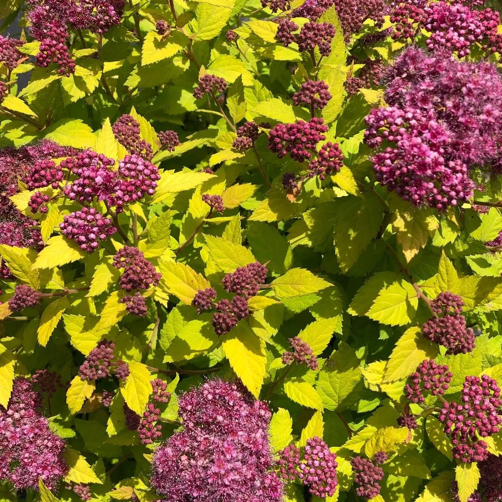 Spirée Double Play Dolly - Spiraea japonica 'Double Play Dolly'