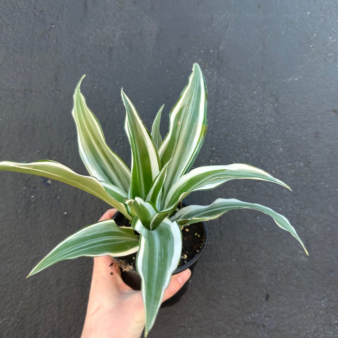 Dracaena White surprise