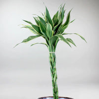 Lucky Bambou Blanc - Dracaena Sanderiana 'White'