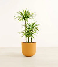 Dracaena Lemon Lime