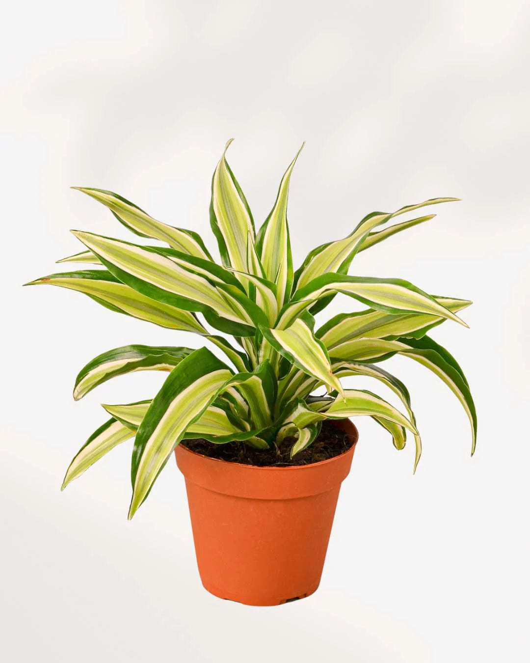 Dracaena Malaika Lime