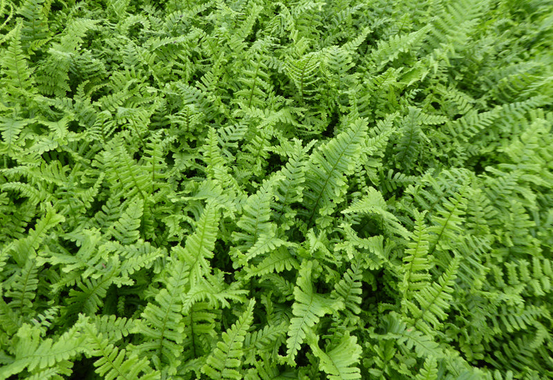 Dryopteris affinis 'Cristata The King' - fausse fougère