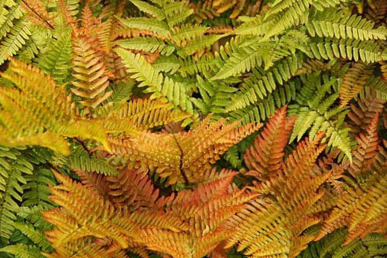 Dryopteris 'Brillance'