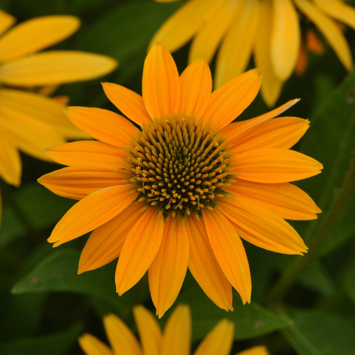 Echinacea Artisan™ 'Yellow Ombre'