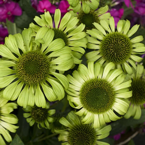 Echinacea 'Green Jewel'