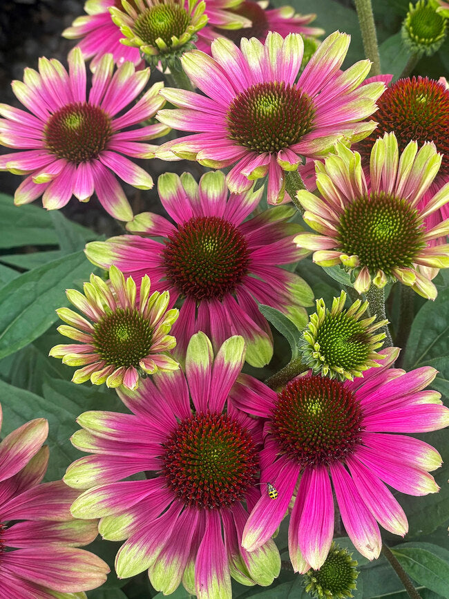 Echinacea 'Sweet Sandia'