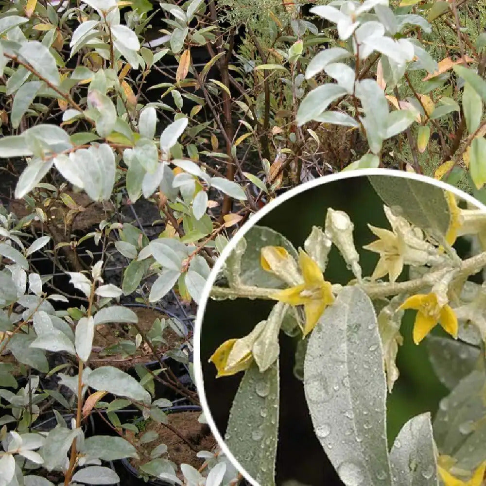 Elaeagnus commutata (E. argentea Pursh)