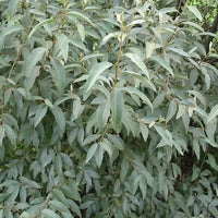 Elaeagnus 'Quicksilver' - Olivier de Russie