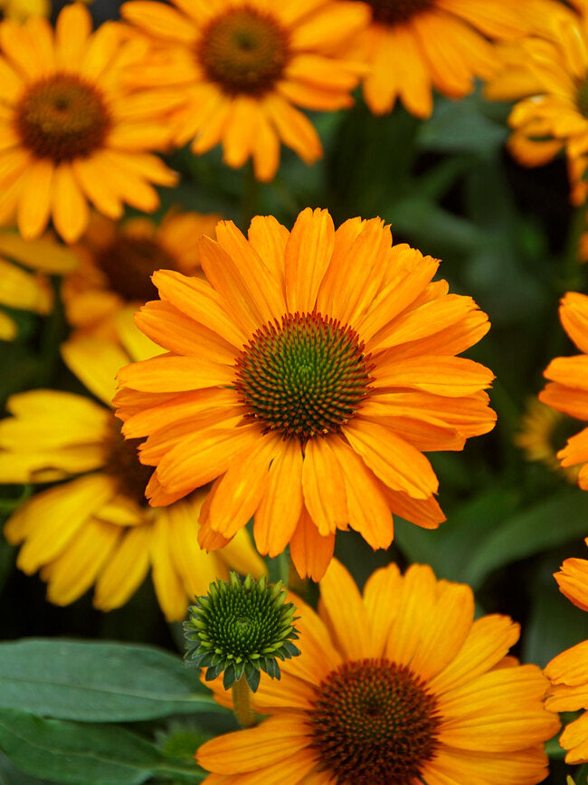 Echinacea PRIMA™ 'Saffron'