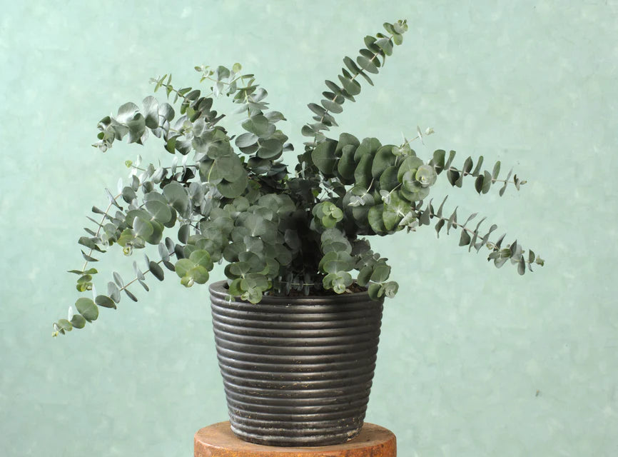 Seed - Eucalyptus Baby Blue Spiral - West Coast Seeds