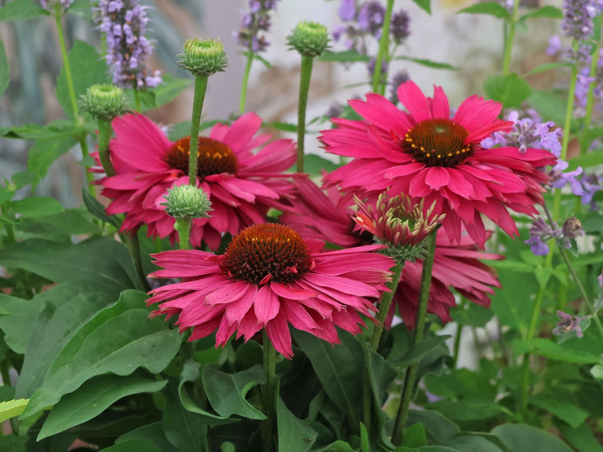 Echinacea SunSeekers Sweet Fuchsia