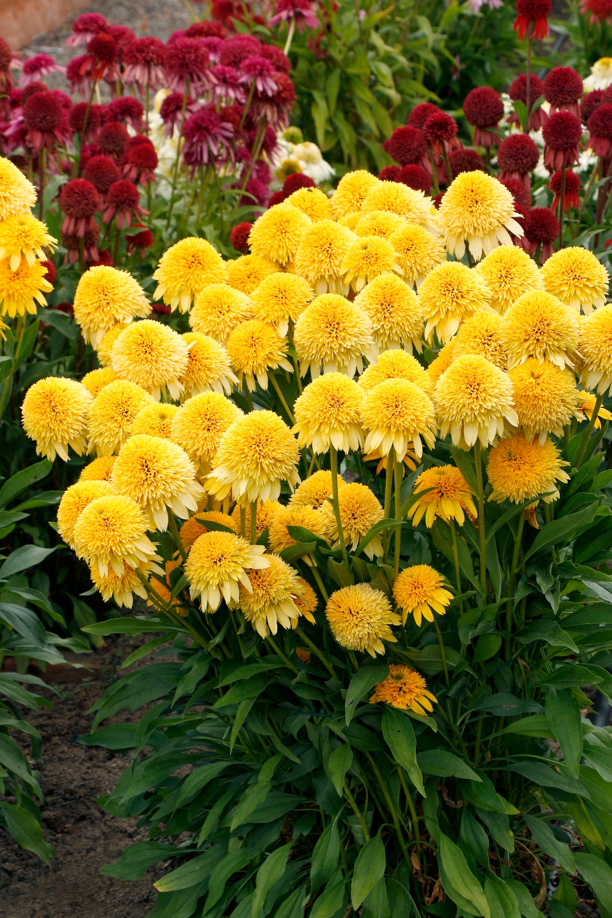 Echinacea Cara Mia™ 'Yellow'
