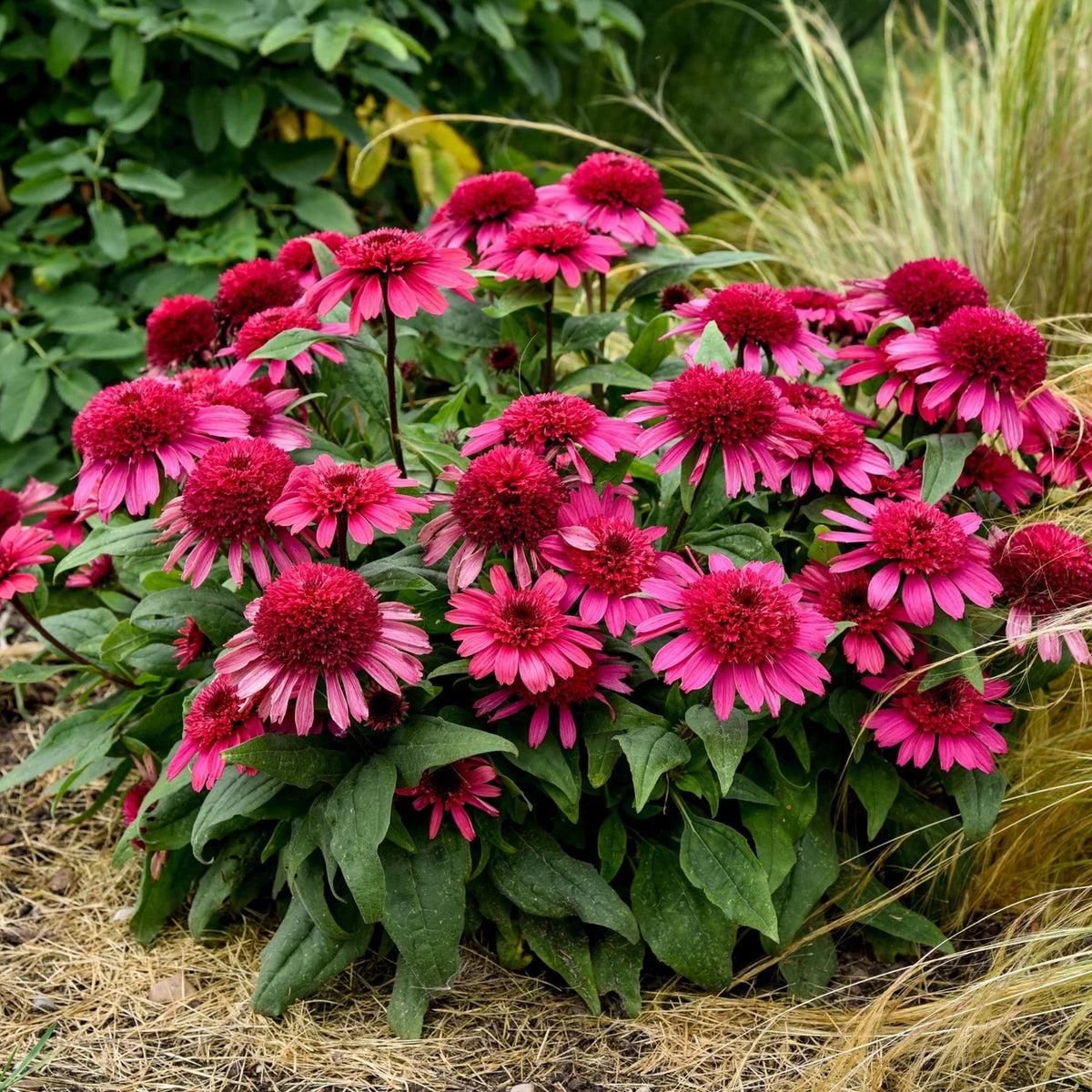 Echinacea Double Coded®‘Raspberry PW