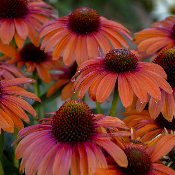 Echinacea 'Orange You Awesome'