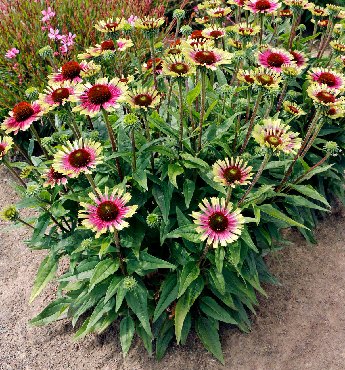 Echinacea PRIMA™ 'Aura'