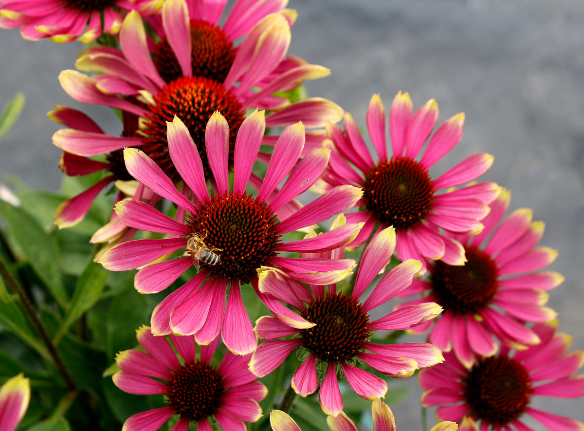 Echinacea PRIMA™ 'Spider'