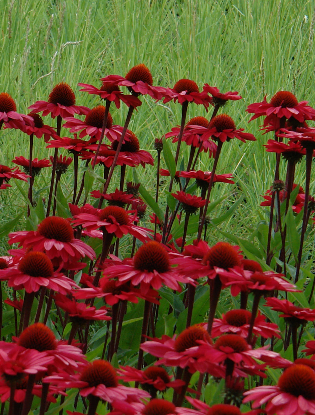 Coneflower - Sunseekers Racing Red