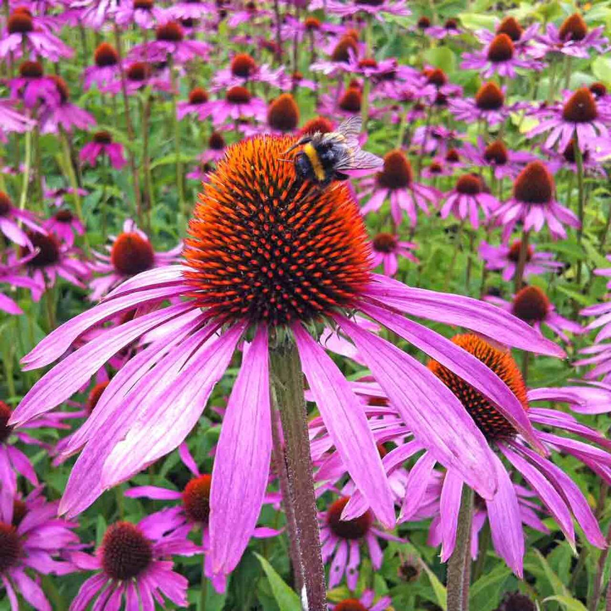 Echinacea purpurea