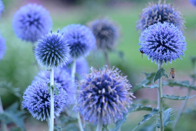 Echinops bannaticus 'Blue Glow'