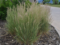 Calamagrostis 'Eldorado'