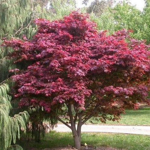 Acer palmatum 'Emperor 1' - emperor one- érable