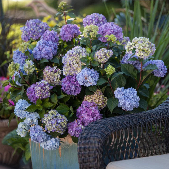 Hydrangea macrophylla 'Bloomstruck'