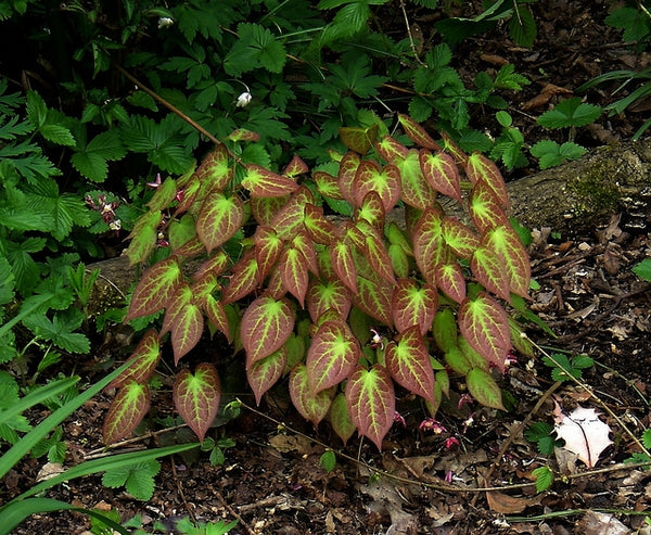 Epimedium rubrum (E. alpinum)