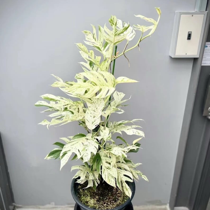 Epipremnum pinnatum marble variegata