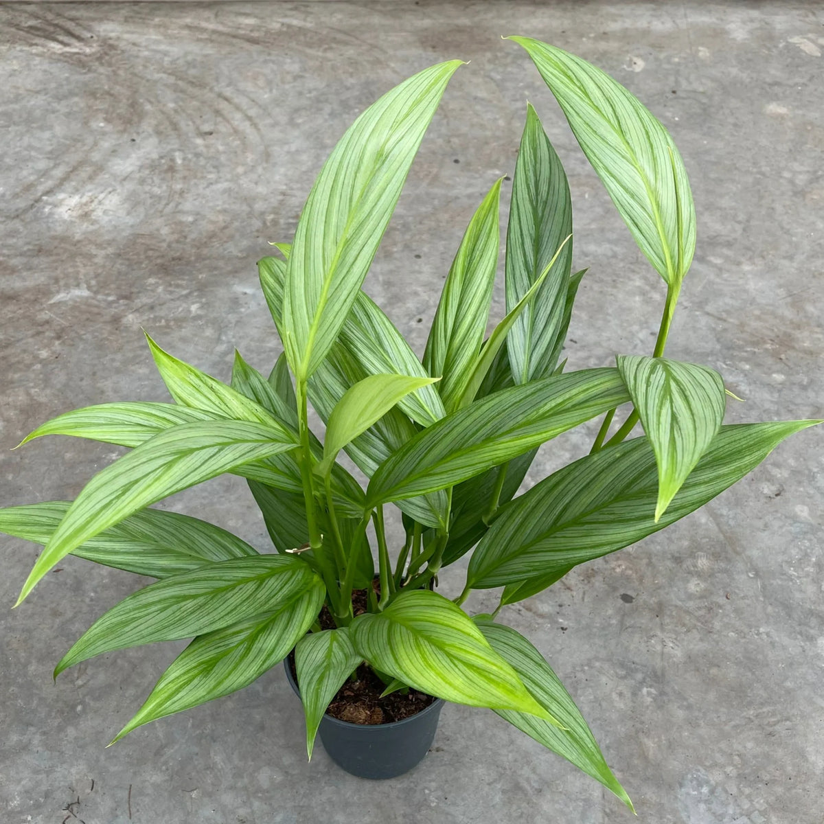 Epipremnum silver streak