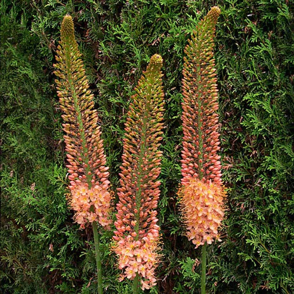 Bulbe d'automne - Eremurus Copper tops