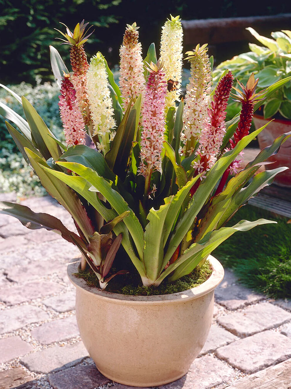 Lys ananas en pot - Eucomis comosa