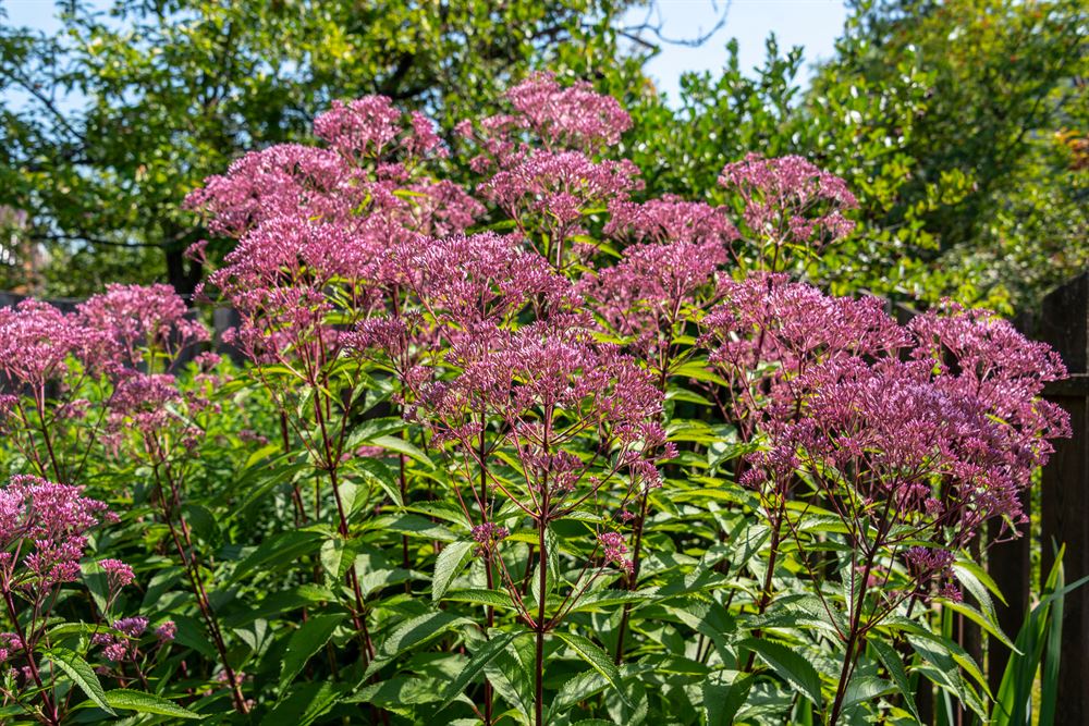 Eupatorium purpureum