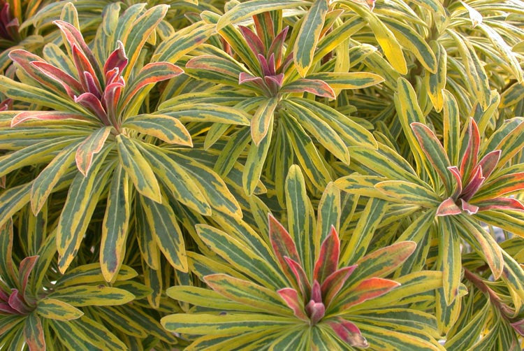 Euphorbia martinii 'Ascot Rainbow'