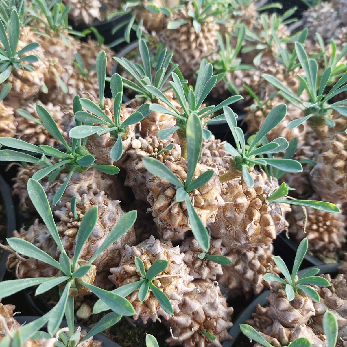 Euphorbia bupleurifolia x susannae (often called 'Cocklebur')