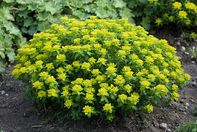 Euphorbia polychroma