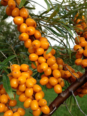 Hippophae rhamnoides 'Lord' mâle  - Argousier