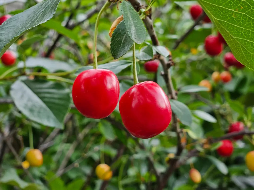 Prunus cerasus 'Evans' - cerisiers