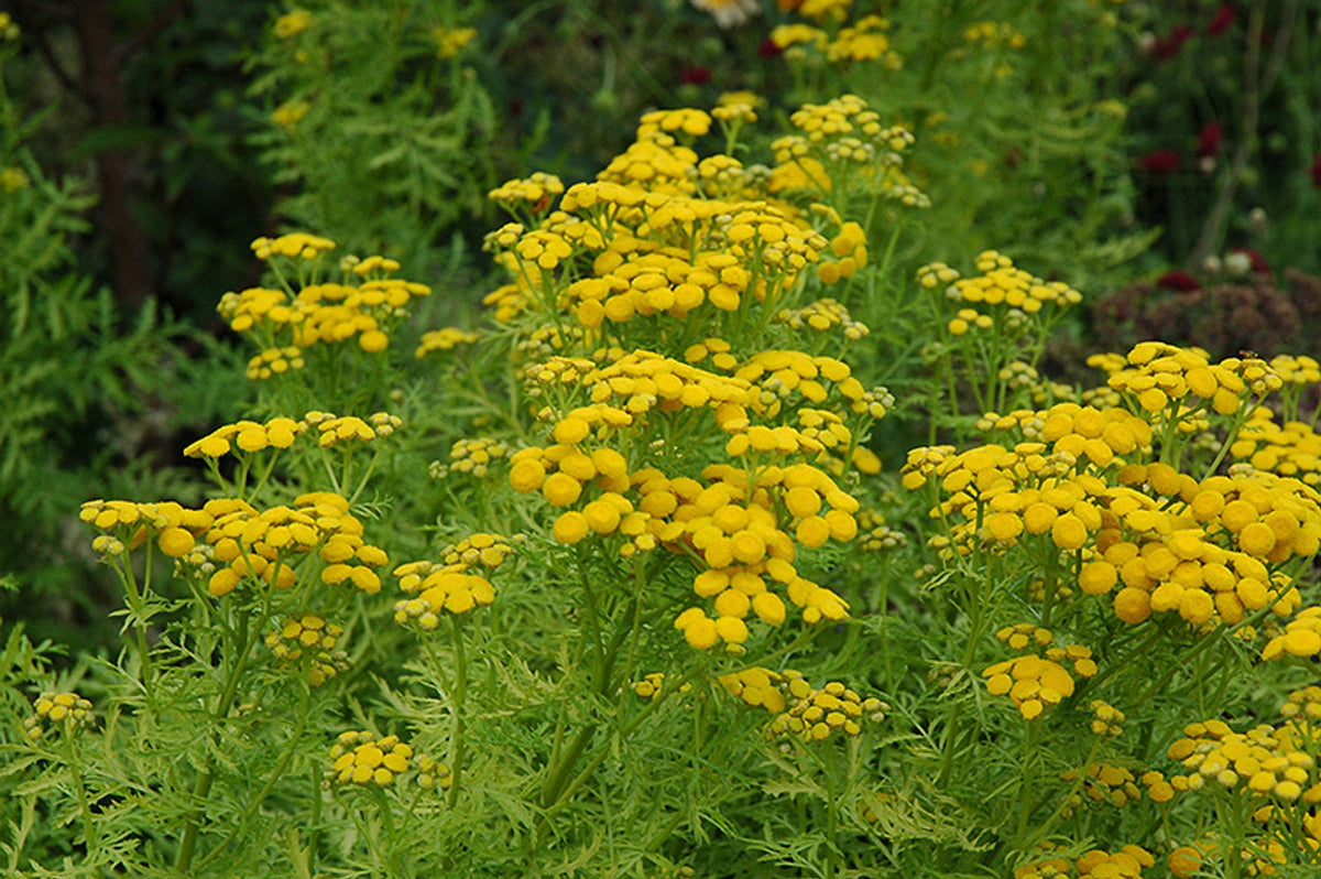 Tanacetum vulgare 'Isla  Gold'